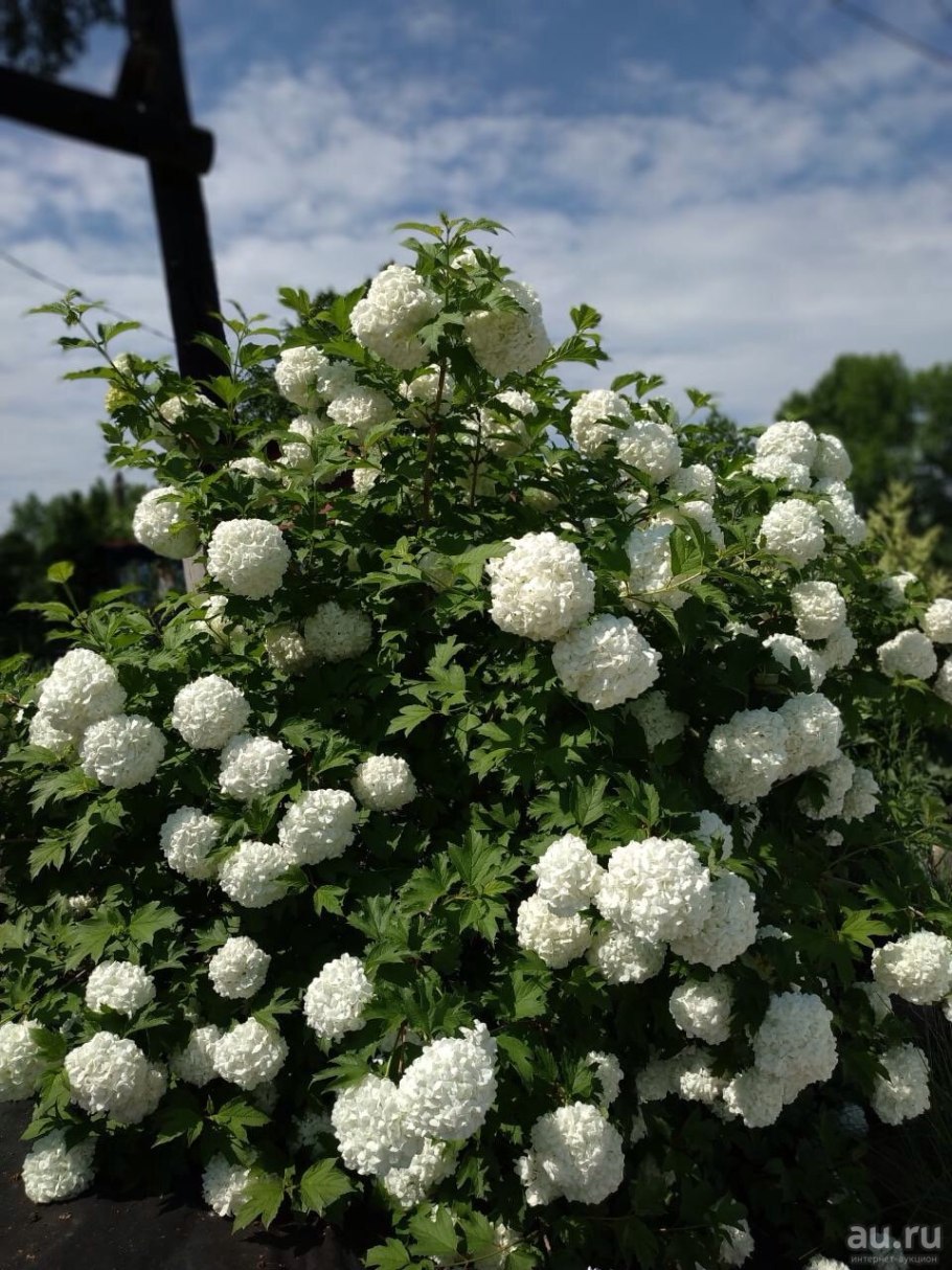 Калина гордовина шаровидная