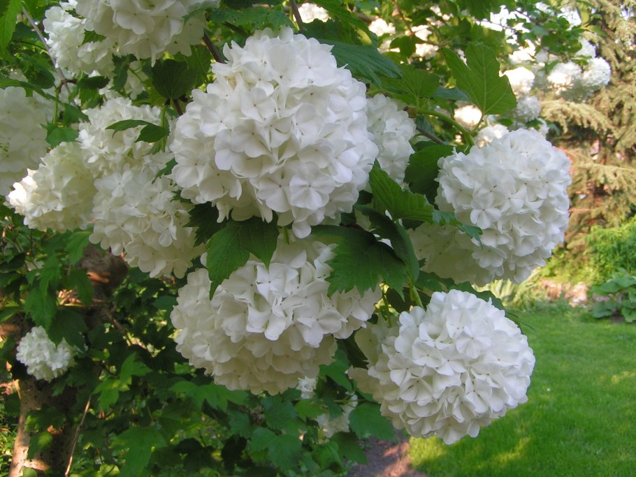 Калина обыкновенная "Розеум" (Бульдонеж)