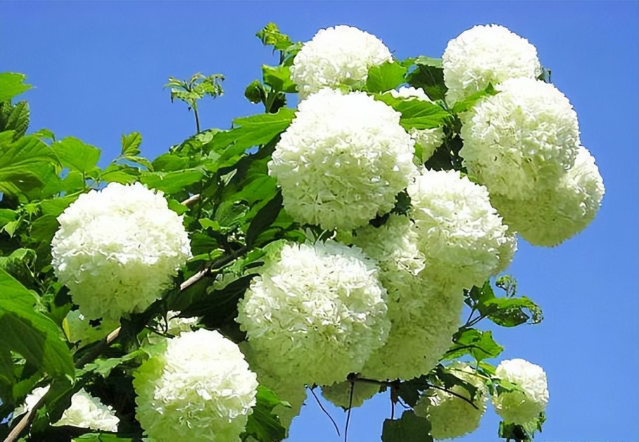 Калина бульденеж Розеум