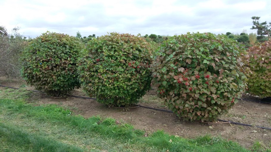 Калина бульденеж PNG