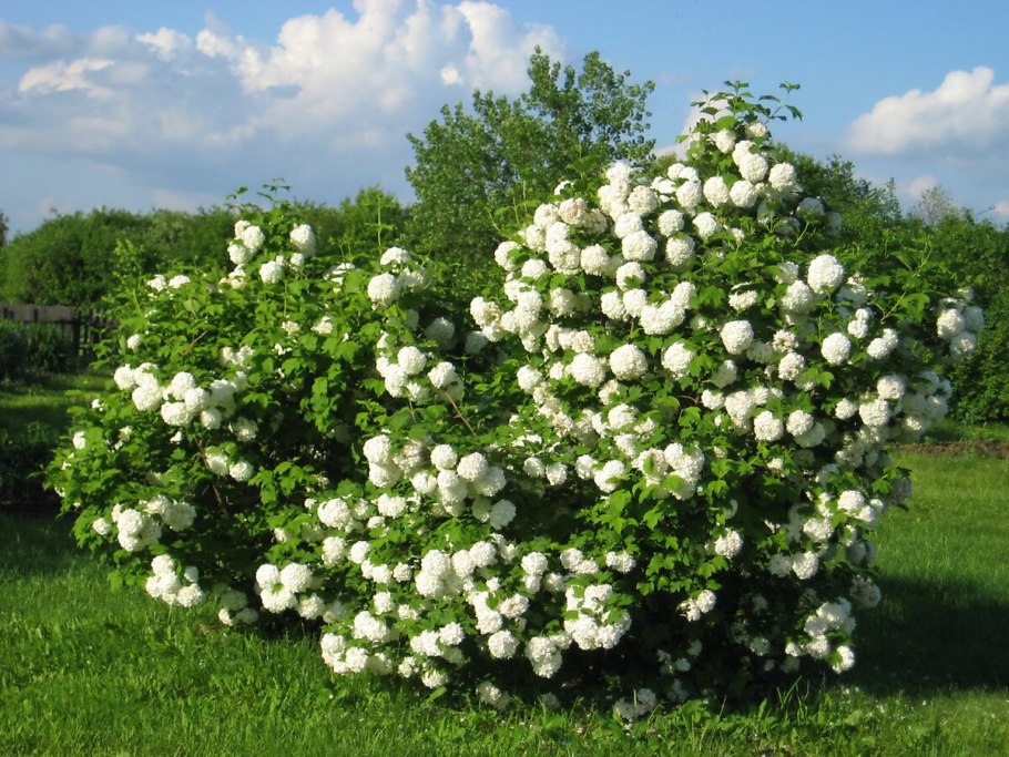 Кустарник Калина бульденеж