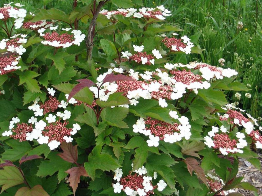 Калина Саржента