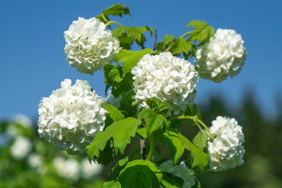 Калина обыкновенная "бульденеж" осень