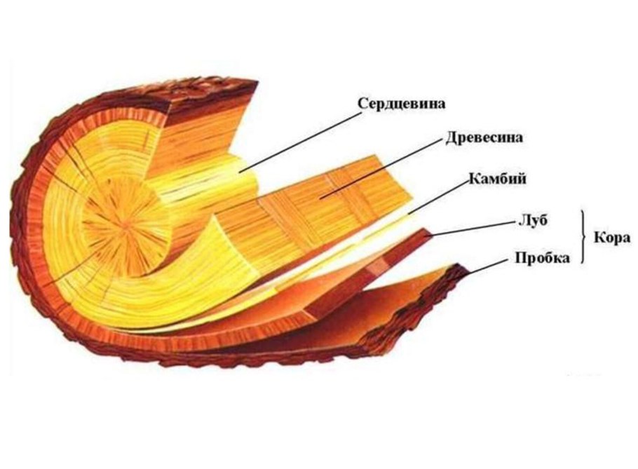 Камбий Луб пробка древесина
