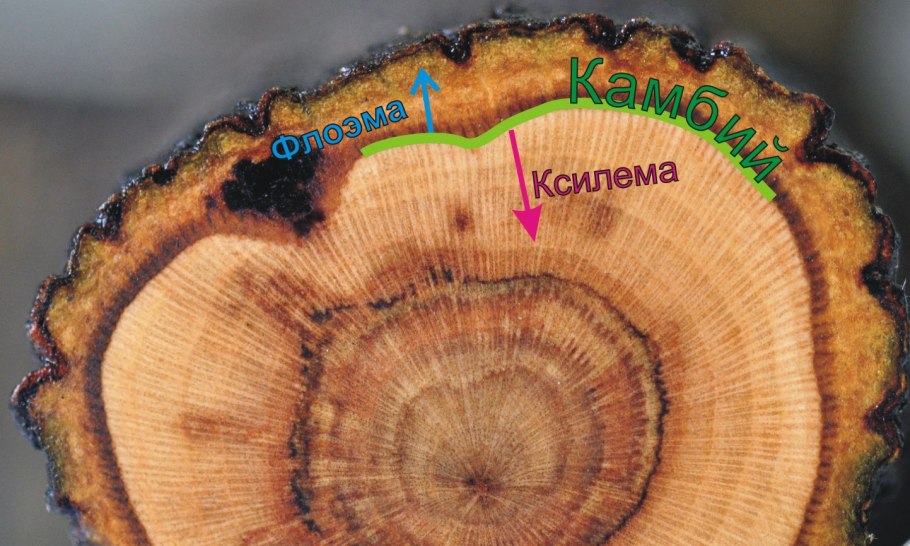 Ксилема флоэма камбий