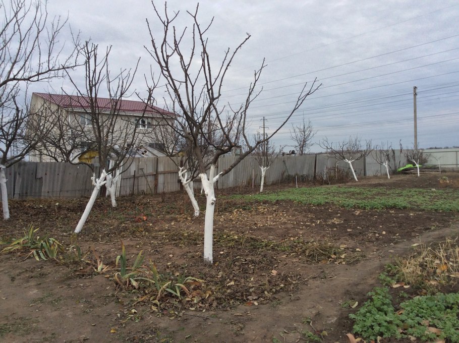 Побелка деревьев на даче