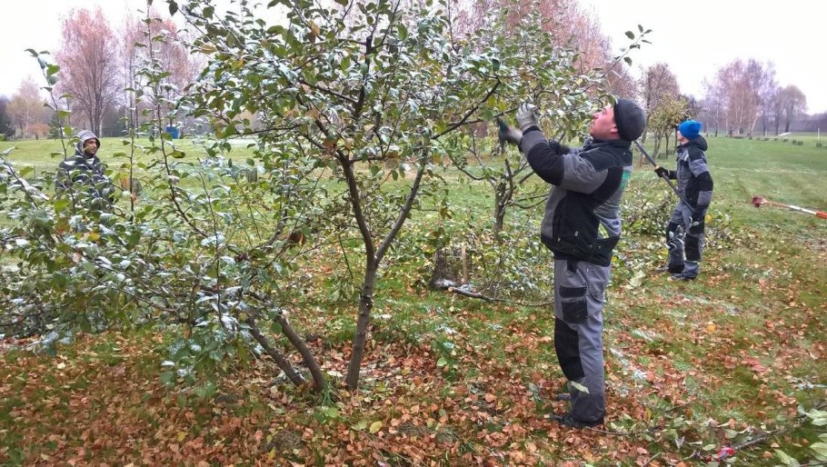 Декоративная обрезка плодовых деревьев