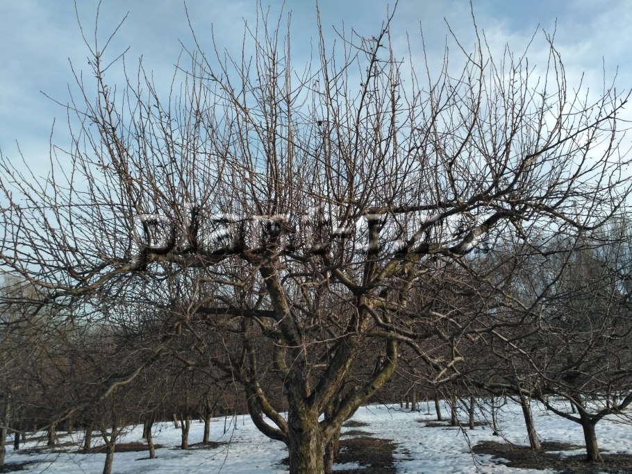 Дерево после зимы