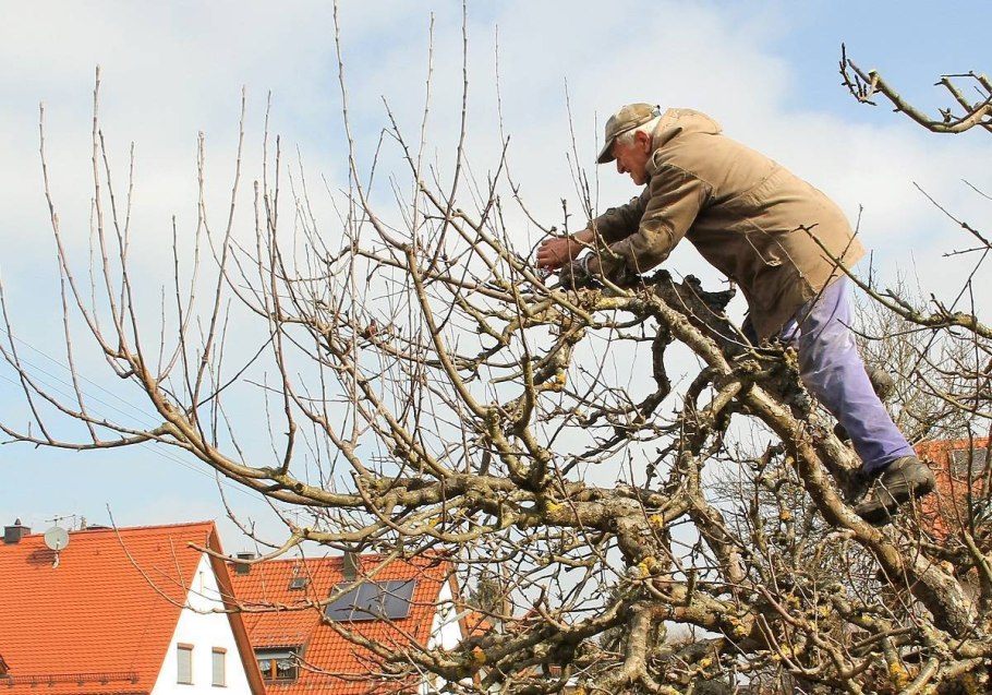 Обрезка плодовых деревьев яблонь