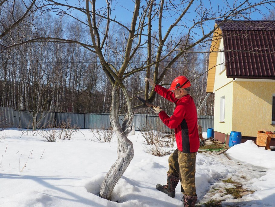 Обрезка деревьев в саду