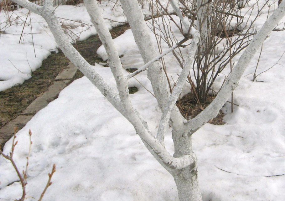 Побелка абрикоса