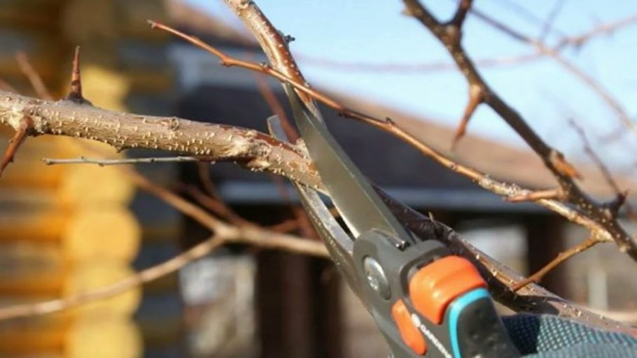 Обрезание груши осенью