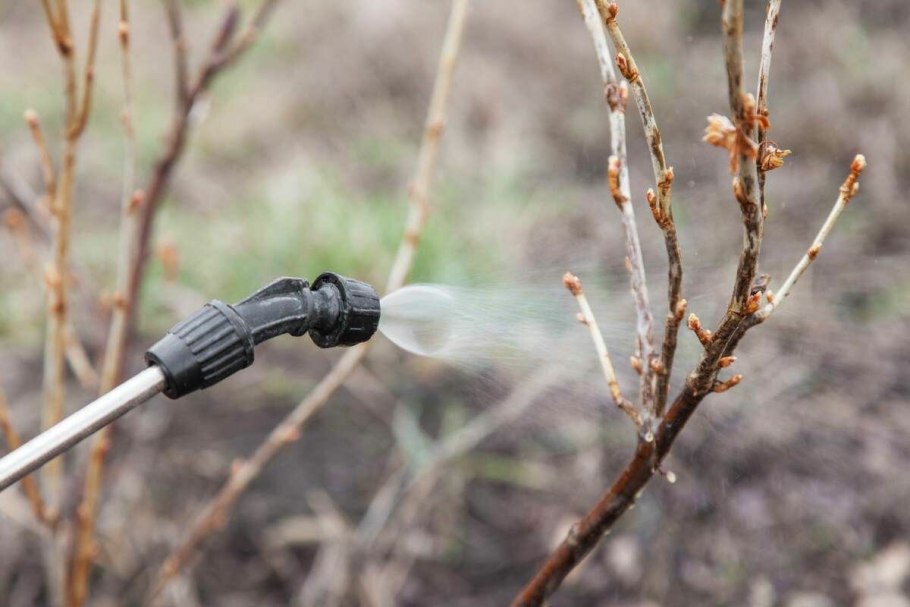 Обработка сада от вредителей