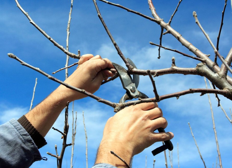 Весенняя обрезка черешни