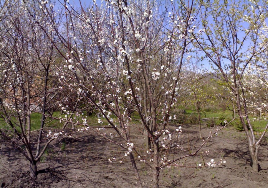 Груша Уссурийская Амурская ранняя