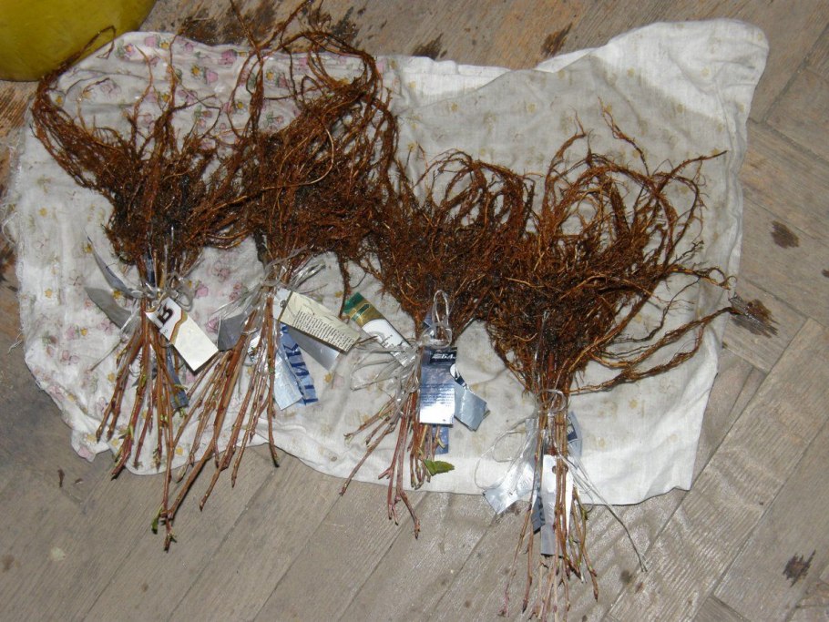 Калина бульденеж черенкование весной