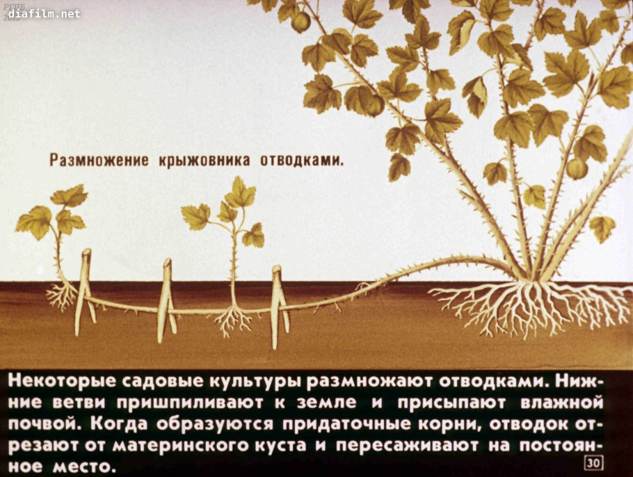 Калина бульденеж размножение черенками