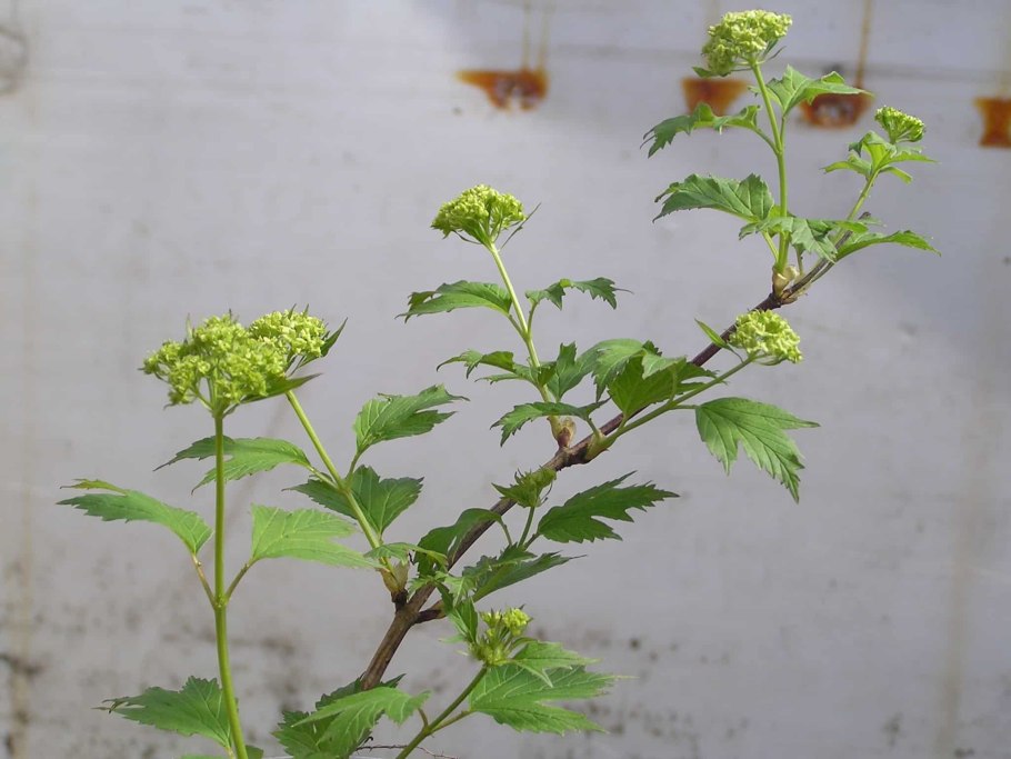 Укоренение черенков крыжовника