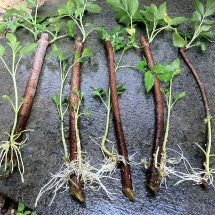 Части побега черенок