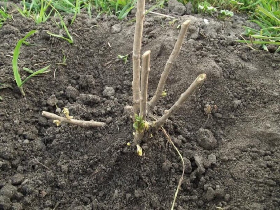 Черенки бульденеж