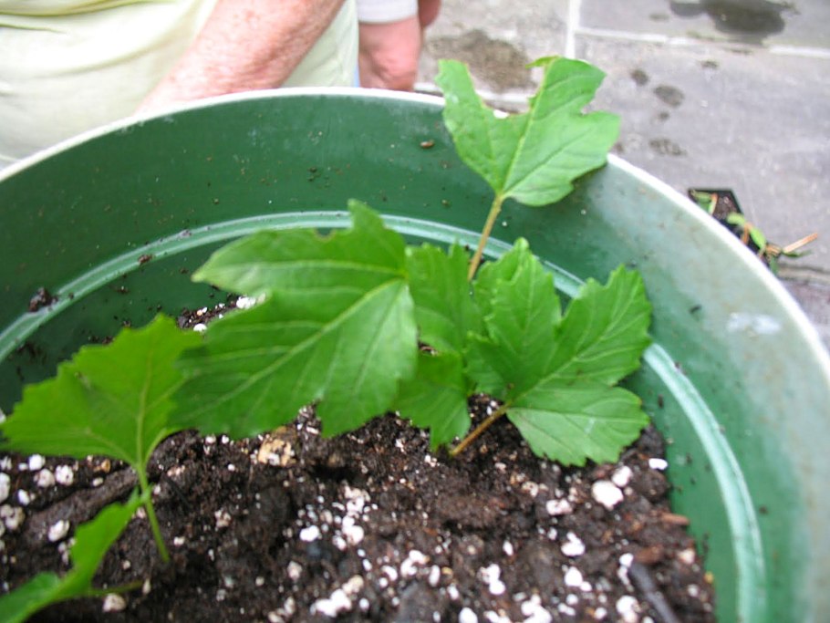 Калина гордовина черенки