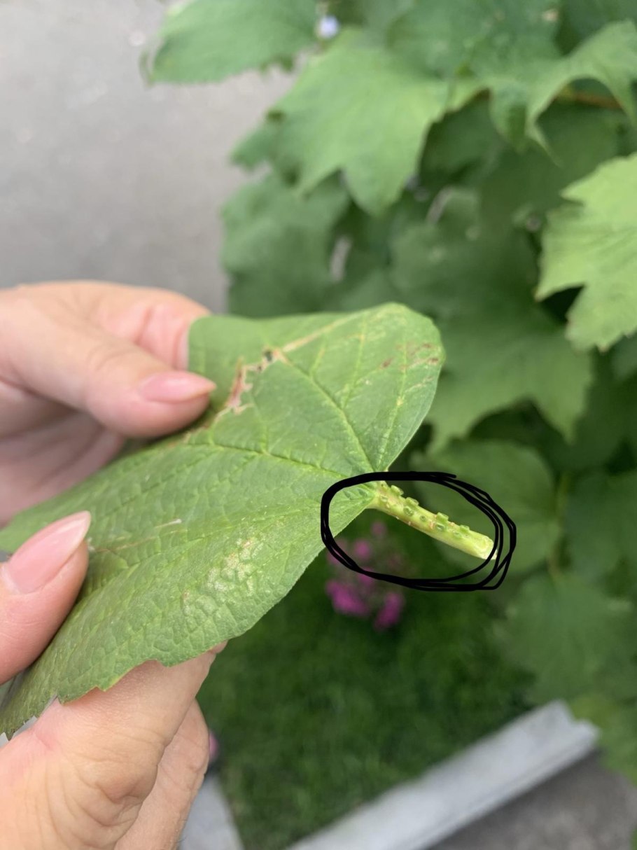 Калина бульденеж розовая