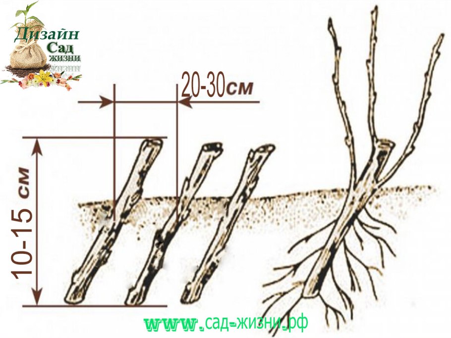 Vegetative propagation