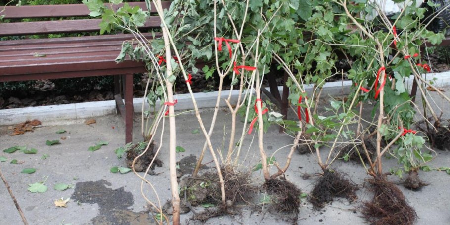 Укоренение черенков смородины