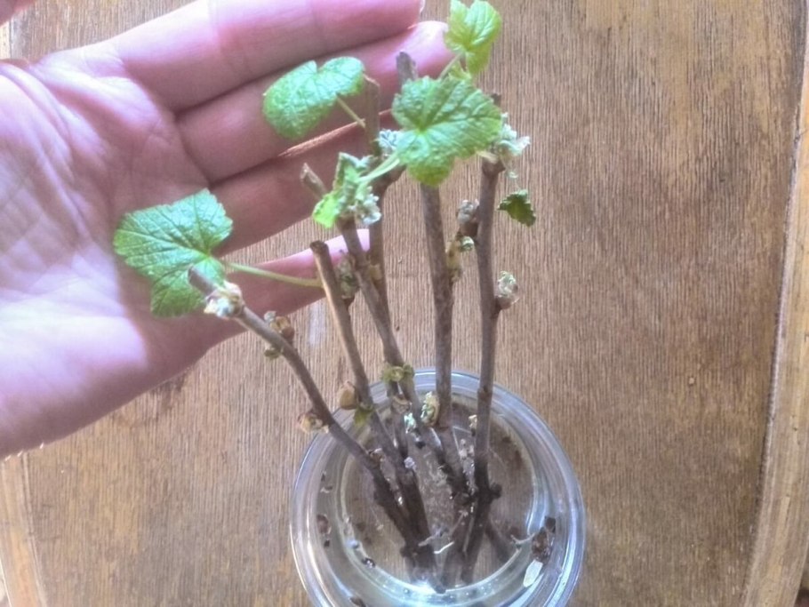 Формировка алычи Кубанская Комета