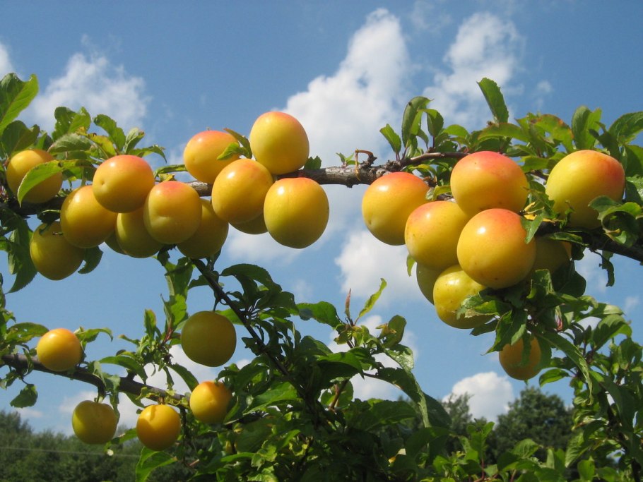 Алыча вишневидная