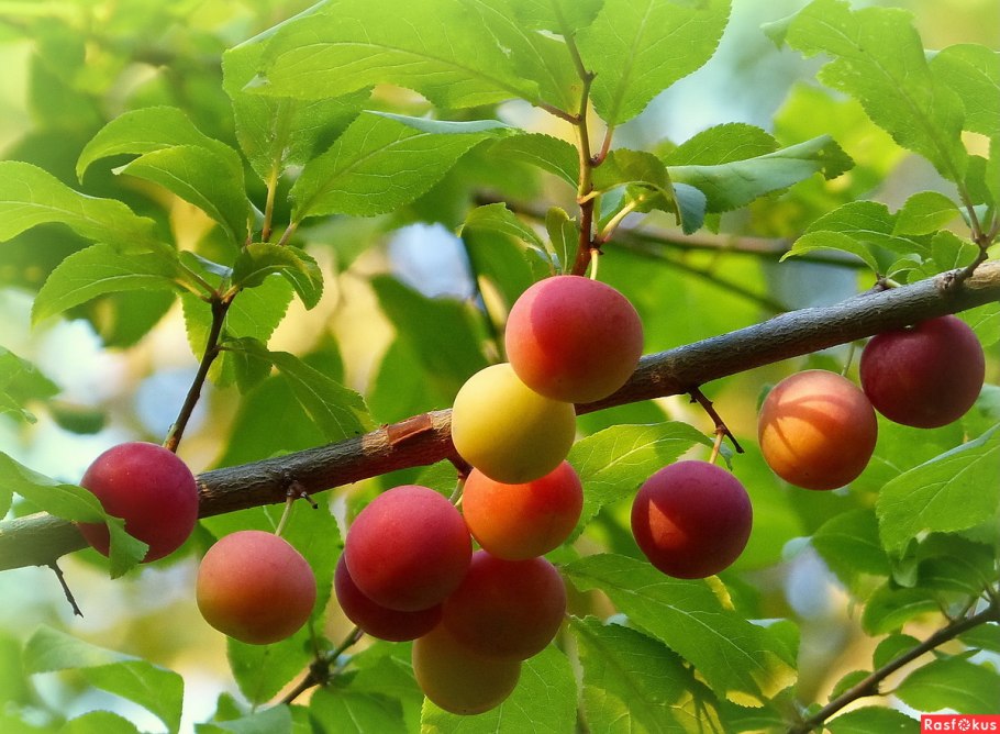 Сорт алычи Мара