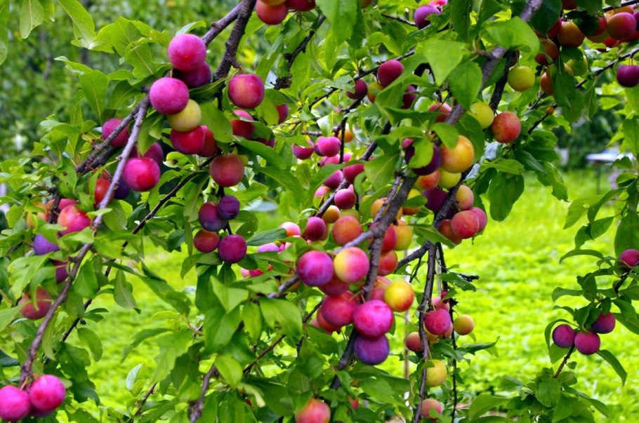 Алыча дерево