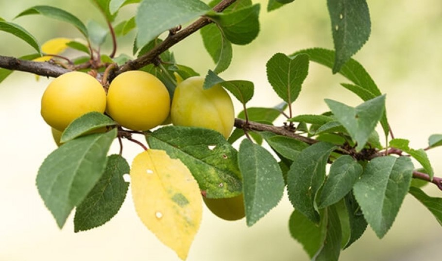 Алыча Мирабель колоновидная