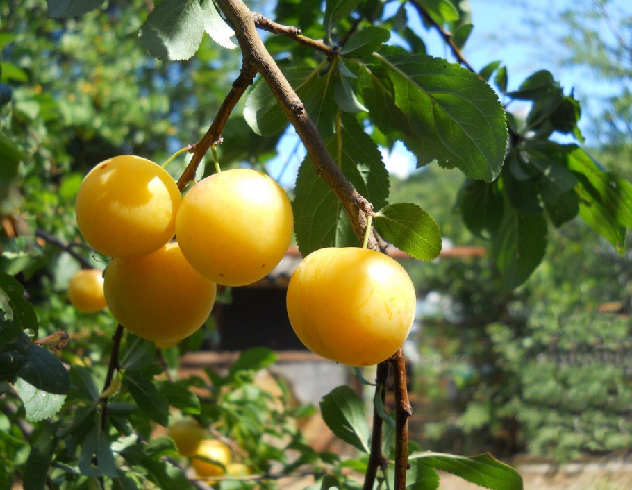 Слива сорт Бербанк