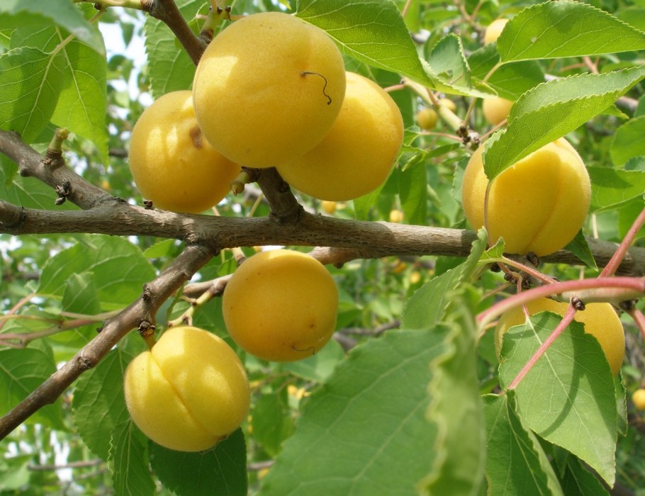 Алыча Байрон Голд