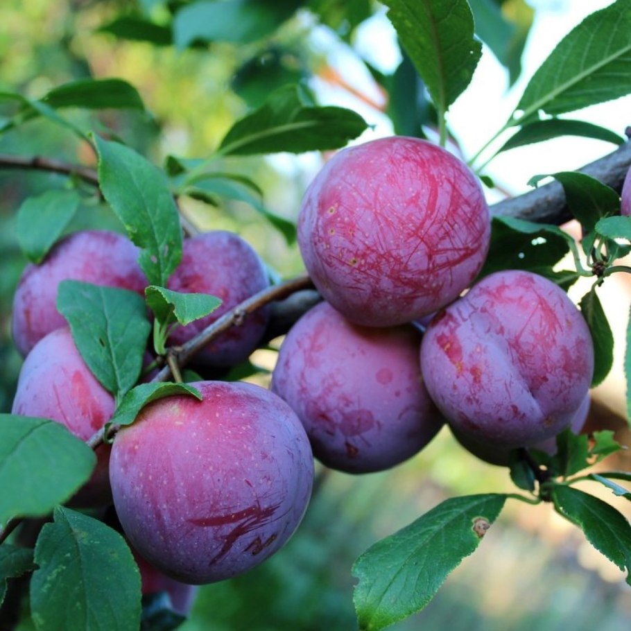 Желтая слива алыча медовая