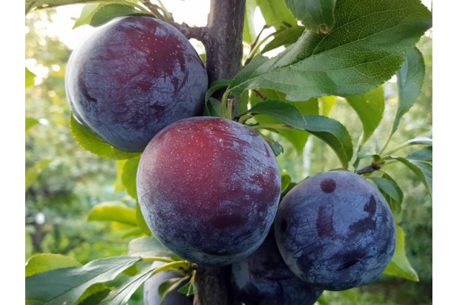 Алыча медовая