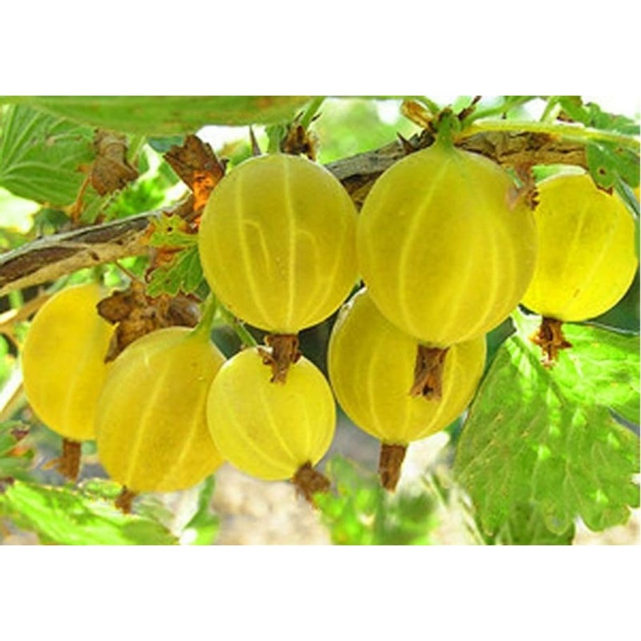 Крыжовник Хиннонмаки Йеллоу