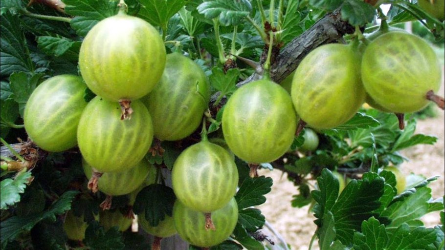 Крыжовник Северный Капитан