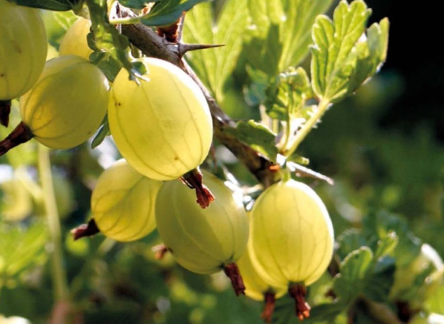 Крыжовник бесшипный Янтарный