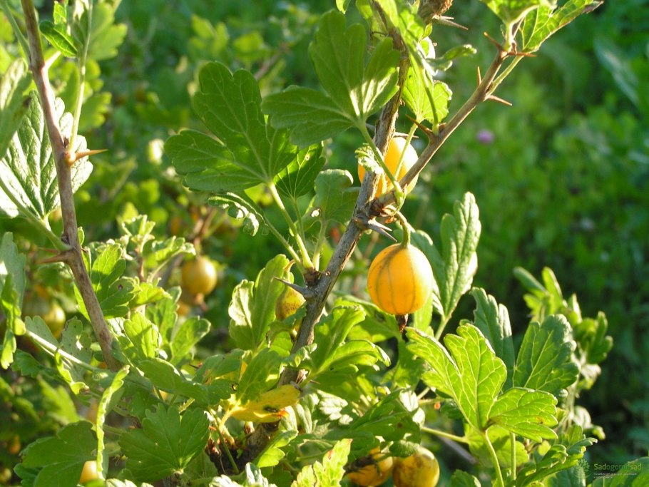 Крыжовник Авангард