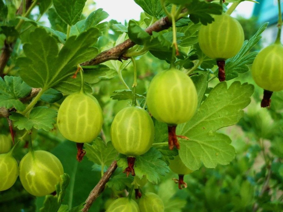 Крыжовник без колючек медовый