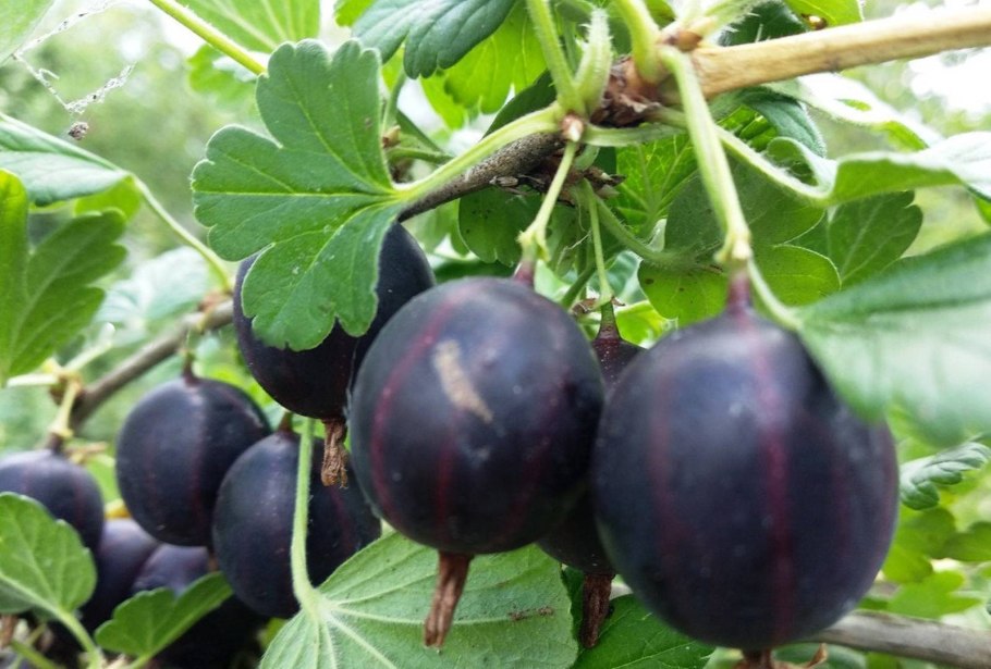 Крыжовник Алтайский слабошипный