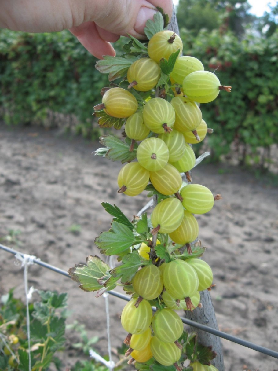 Крыжовник Янтарный куст