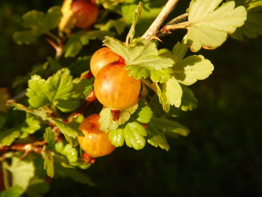Крыжовник белорусский сахарный