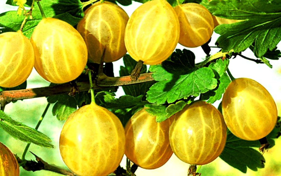 Сибирский крыжовник