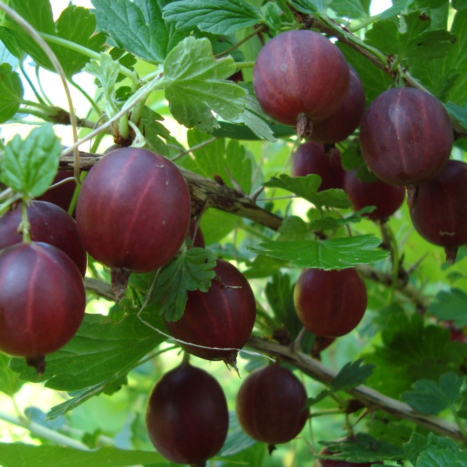 Крыжовник Хиннонмаки Грин