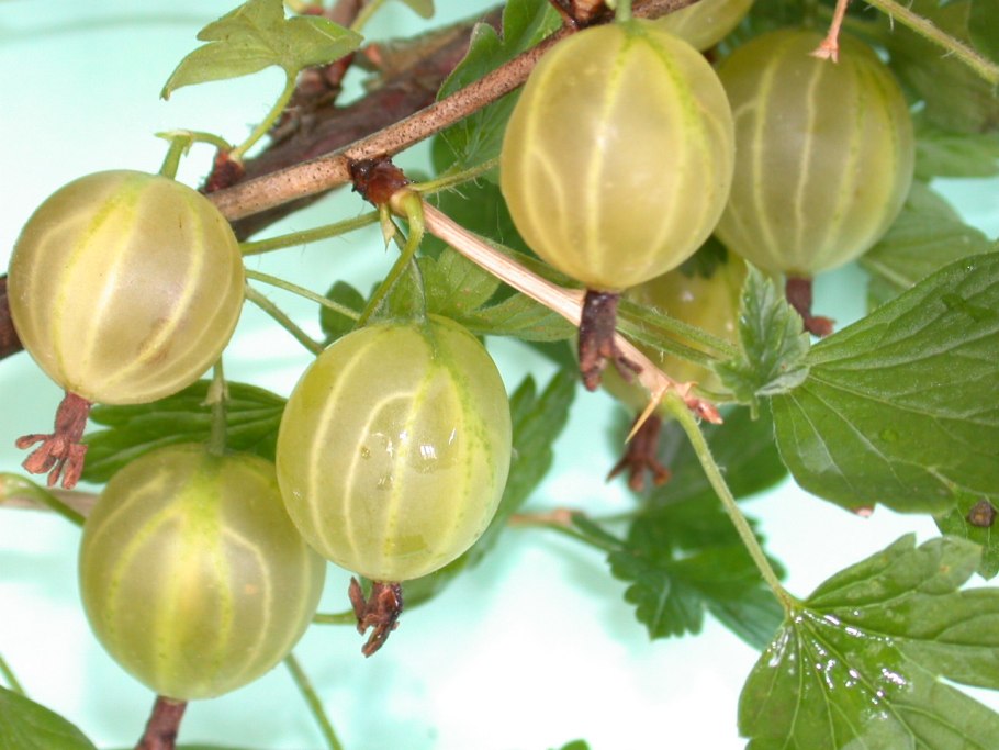 Крыжовник малахит