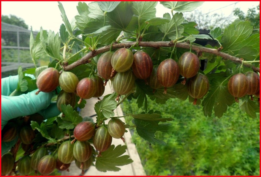 Крыжовник сорт Куршу дзинтарс