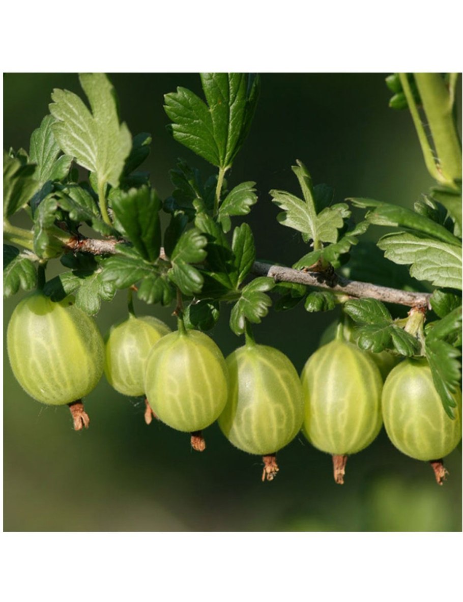 Крыжовник Хиннонмаки Грин